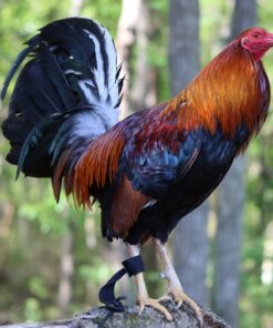 Albany Rooster