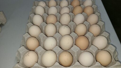 ayam cemani eggs