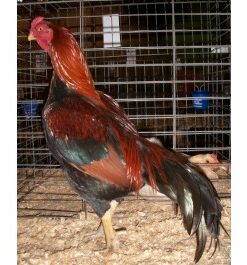 Black Breasted Red Aseel