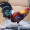 Blueface Hatch