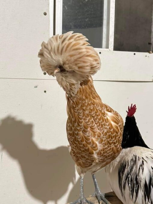 Buff Laced Polish Chicken - Image 4