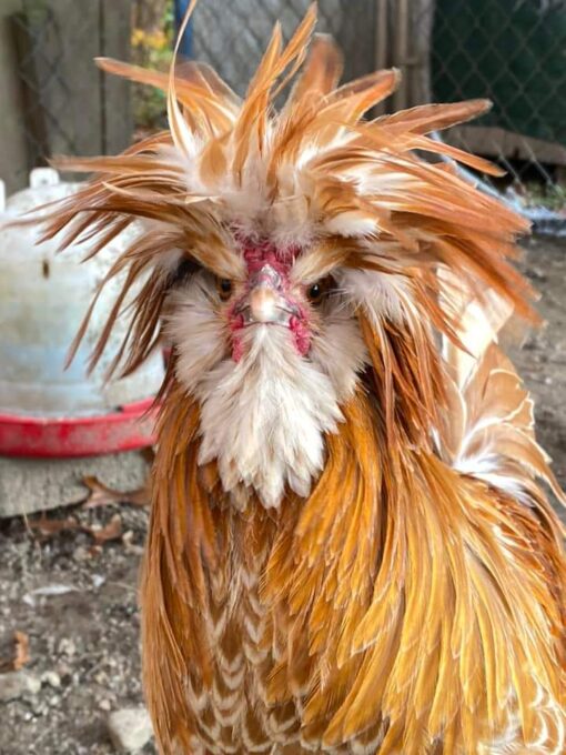Buff Laced Polish Chicken - Image 2