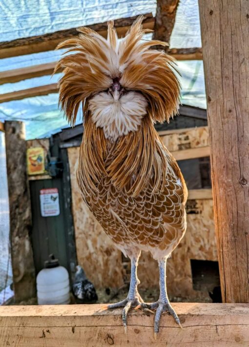 Buff Laced Polish Chicken - Image 3