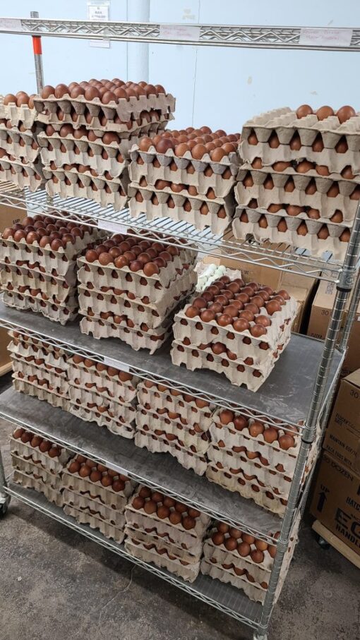 Chocolate Egger Hatching Eggs - Image 2
