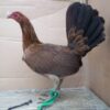 Dark Hatch Fowl
