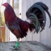 Dark Hatch Game Fowl