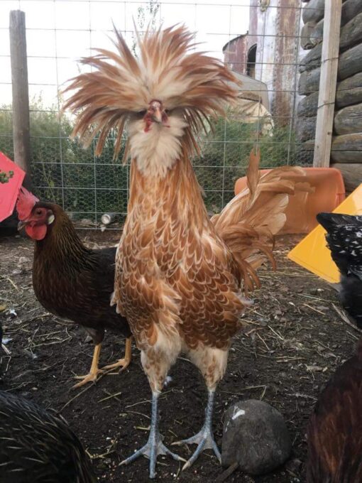 Buff Laced Polish Chicken