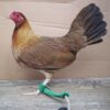 Kelso Hen