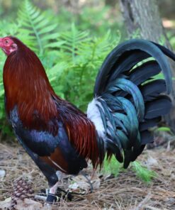 Lacey Roundhead Rooster