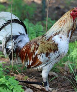 Minor Blue Rooster