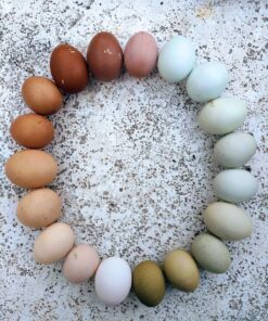 Rainbow Egger