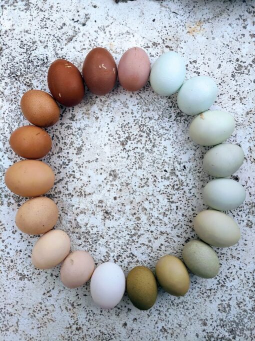 Rainbow egger