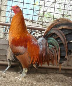 Red Quail