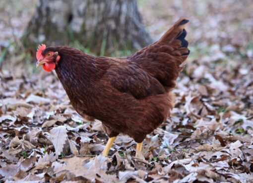 Rhode Island Red Bantam - Image 2