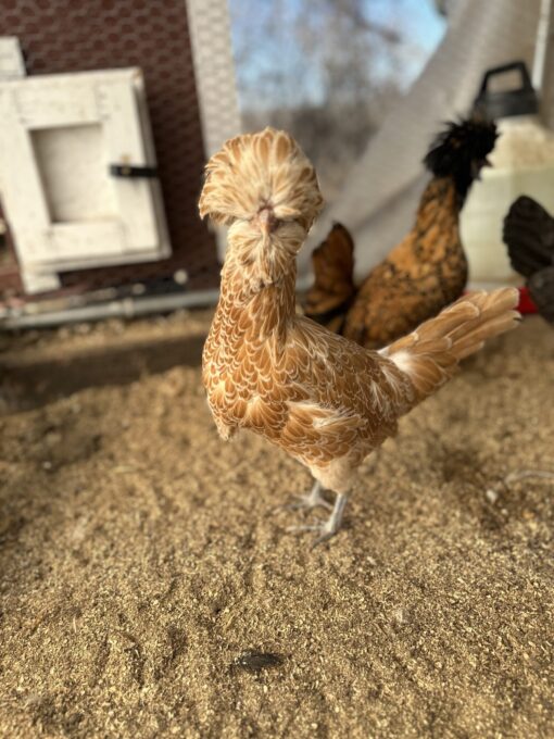Buff Laced Polish Chicken - Image 5