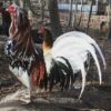 White Hackle gamefowl
