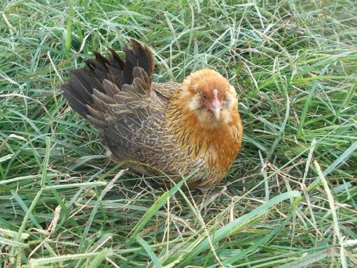 Easter Egger Bantam - Image 2