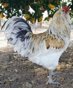 easter egger rooster