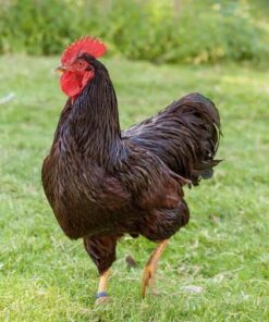 Rhode Island Red Bantam