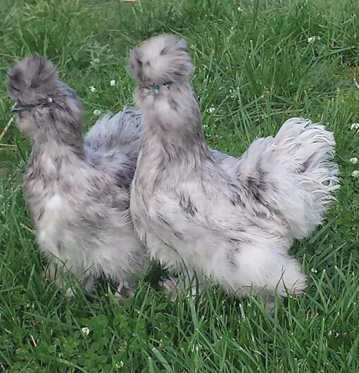 silkie chickens for sale